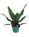 Anthurium superbum