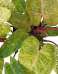 Philodendron 'Painted Lady'