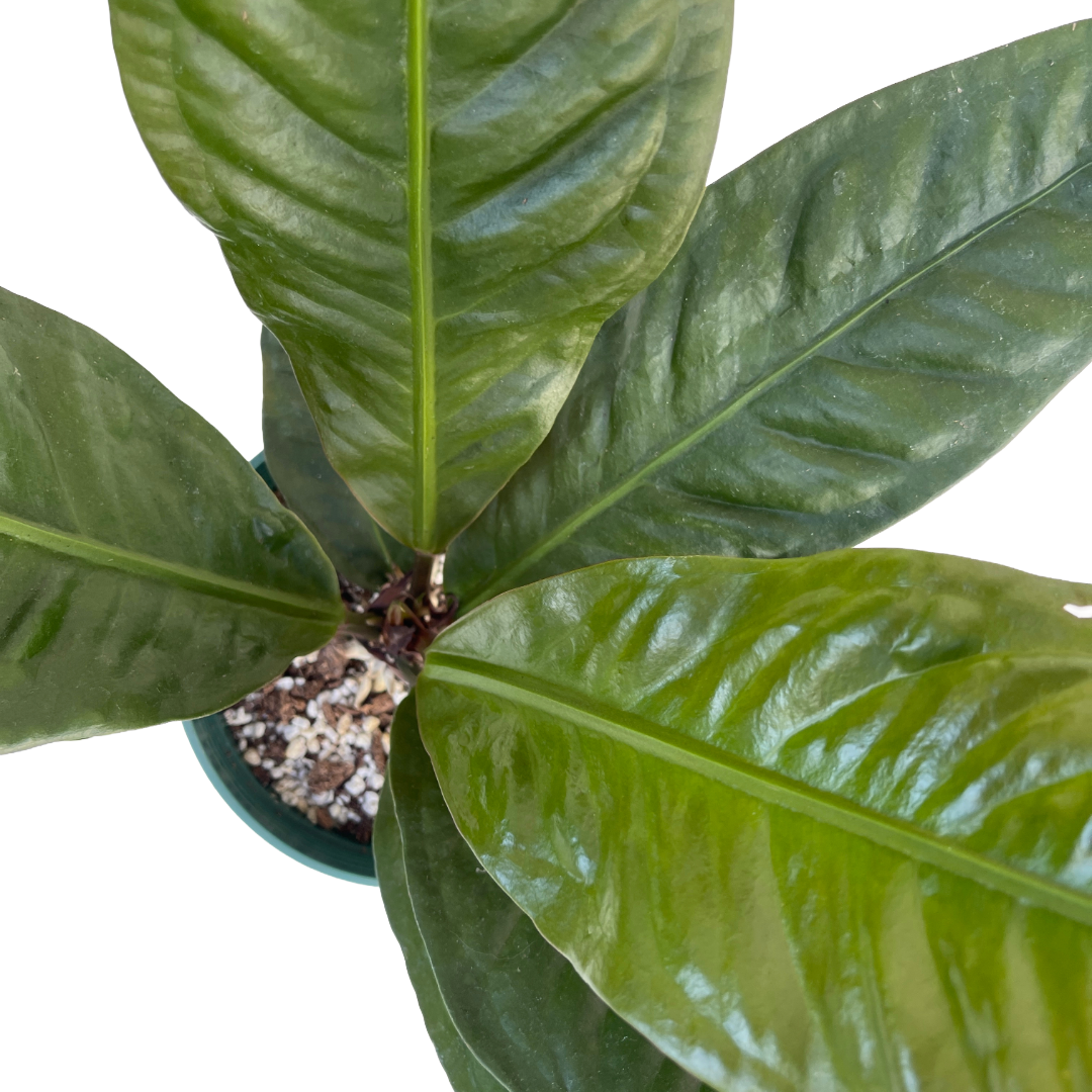 Anthurium superbum - Thumbnail 2