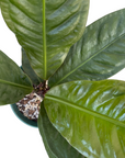 Anthurium superbum