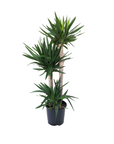 Yucca elephantipes
