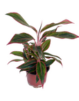 Aglaonema 'Siam Aurora' (Red Siam)