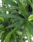Yucca elephantipes