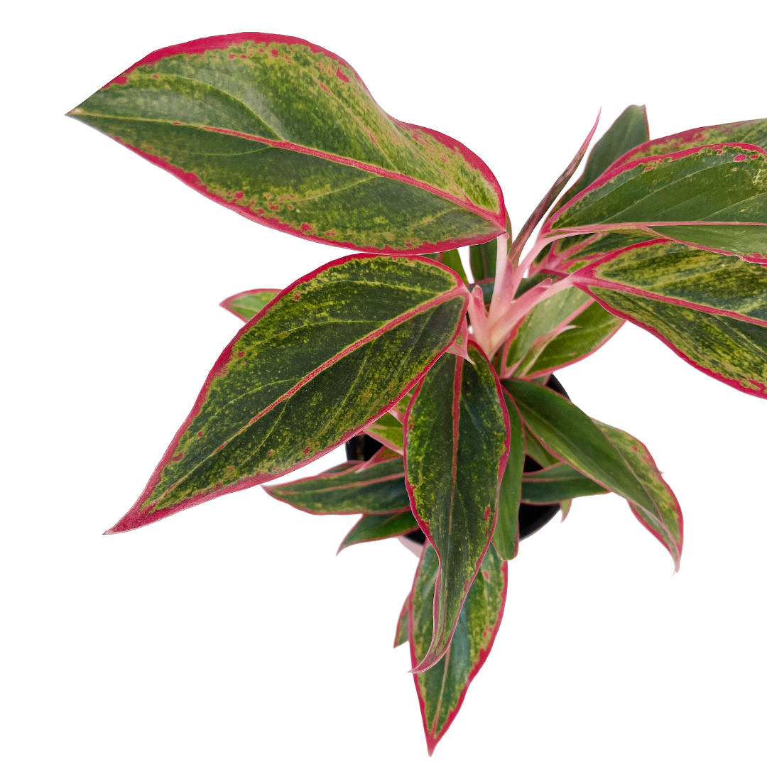 Aglaonema 'Siam Aurora'