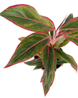 Aglaonema 'Siam Aurora' (Red Siam)