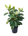 Ficus elastica 'Shivereana'