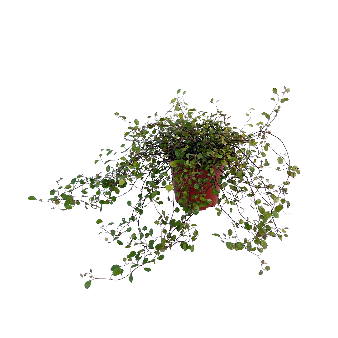 Muehlenbeckia complexa 'Variegata' - Thumbnail 2