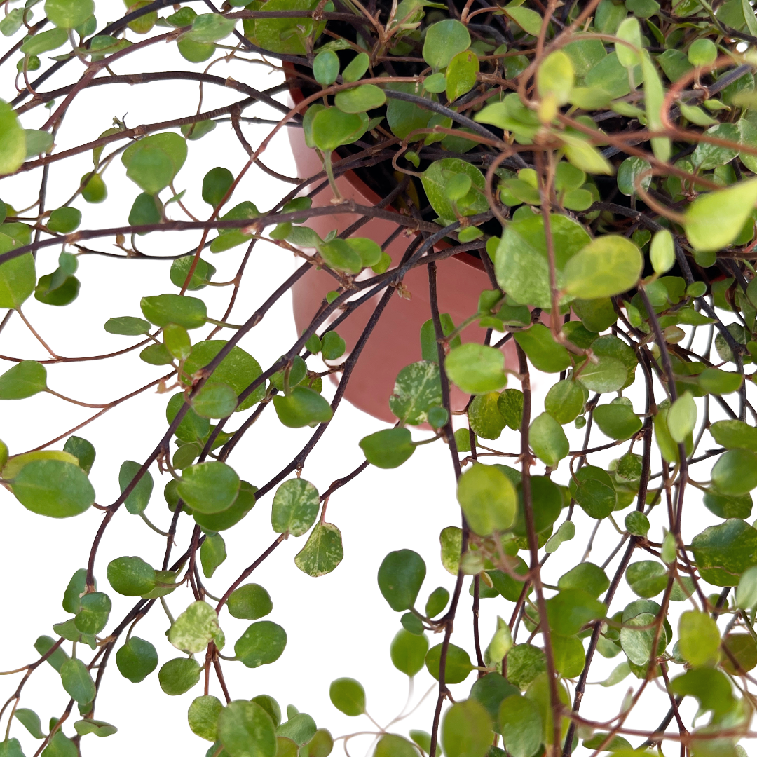 Muehlenbeckia complexa 'Variegata'