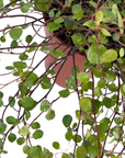 Muehlenbeckia complexa 'Variegata' (Variegated Angel Vine)