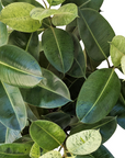 Ficus elastica 'Shivereana'