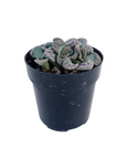 Titanopsis calcareum (Concrete Leaf)
