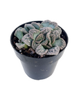 Titanopsis calcareum (Concrete Leaf)