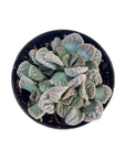 Titanopsis calcareum (Concrete Leaf)