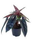 Alocasia scalprum