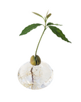 Persea americana (Avocado)