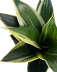 Sansevieria trifasciata 'Black Star'