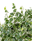 Ficus pumila 'Variegata' (Creeping Fig)