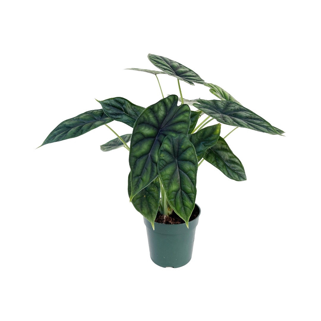 Alocasia baginda 'Dragon Scale'