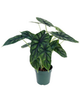 Alocasia baginda 'Dragon Scale'