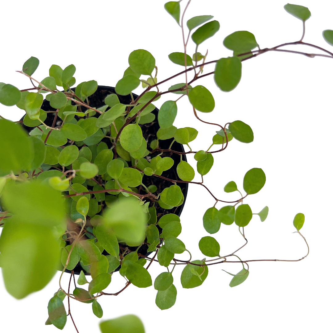 Muehlenbeckia complexa (Angel Vine) - Thumbnail 3