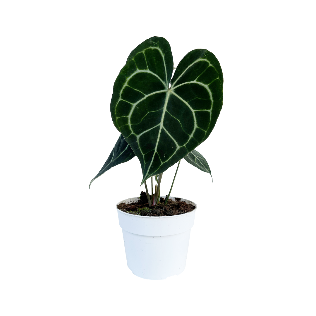 anthurium comprar Anthurium clarinervium