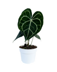 Anthurium clarinervium