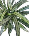 Aglaonema 'Cutlass'