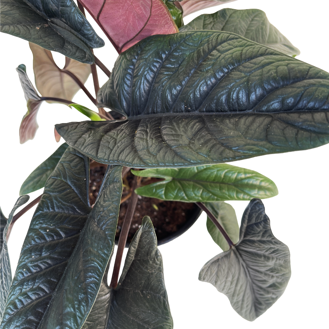 Alocasia scalprum - Thumbnail 2