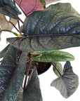 Alocasia scalprum