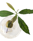 Persea americana (Avocado)