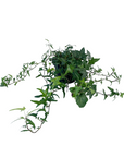 Hedera helix 'Feen Finger'