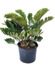 Zamia furfuracea (Cardboard Palm)