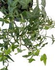 Hedera helix 'Feen Finger'