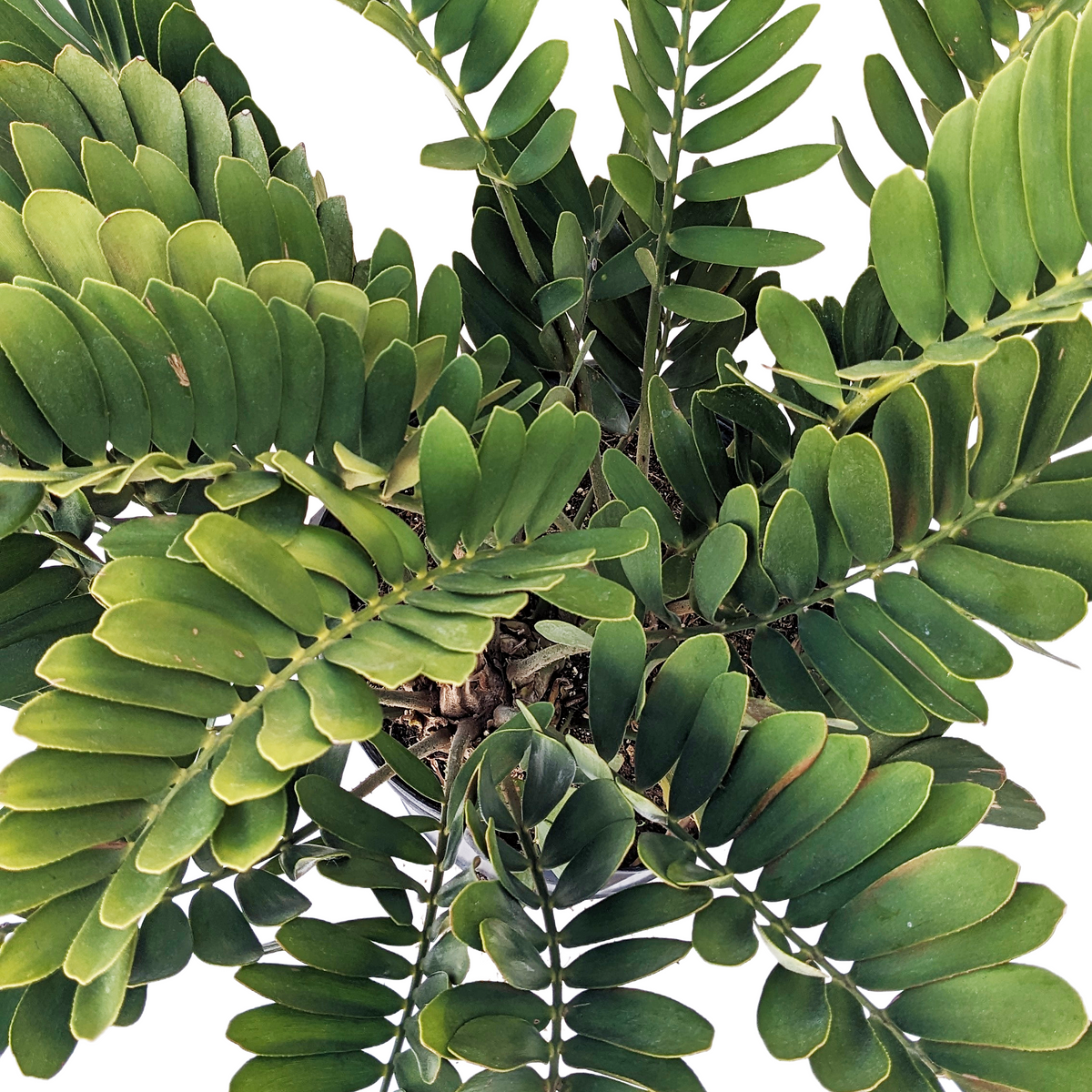 Zamia Rectangular Zamia furfuracea (Cardboard Palm) – Diameter Plants