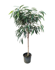 Ficus maclellandii 'Alii'