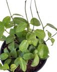 Hoya fitchii (Teacup Anemone)