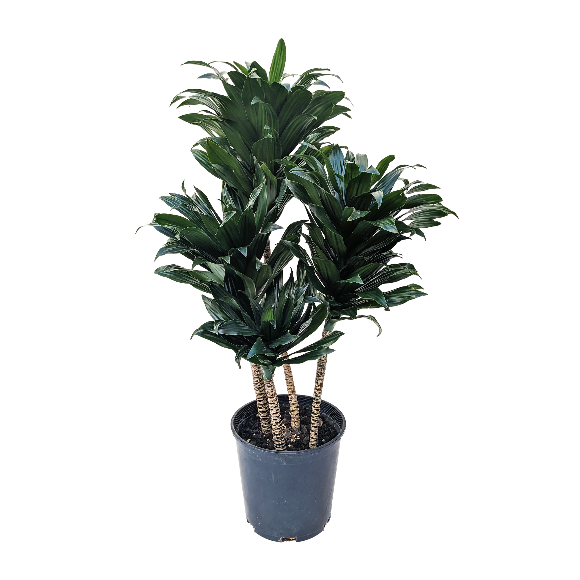 dracaena fragrans pet safe Dracaena fragrans 'Compacta' – Diameter Plants