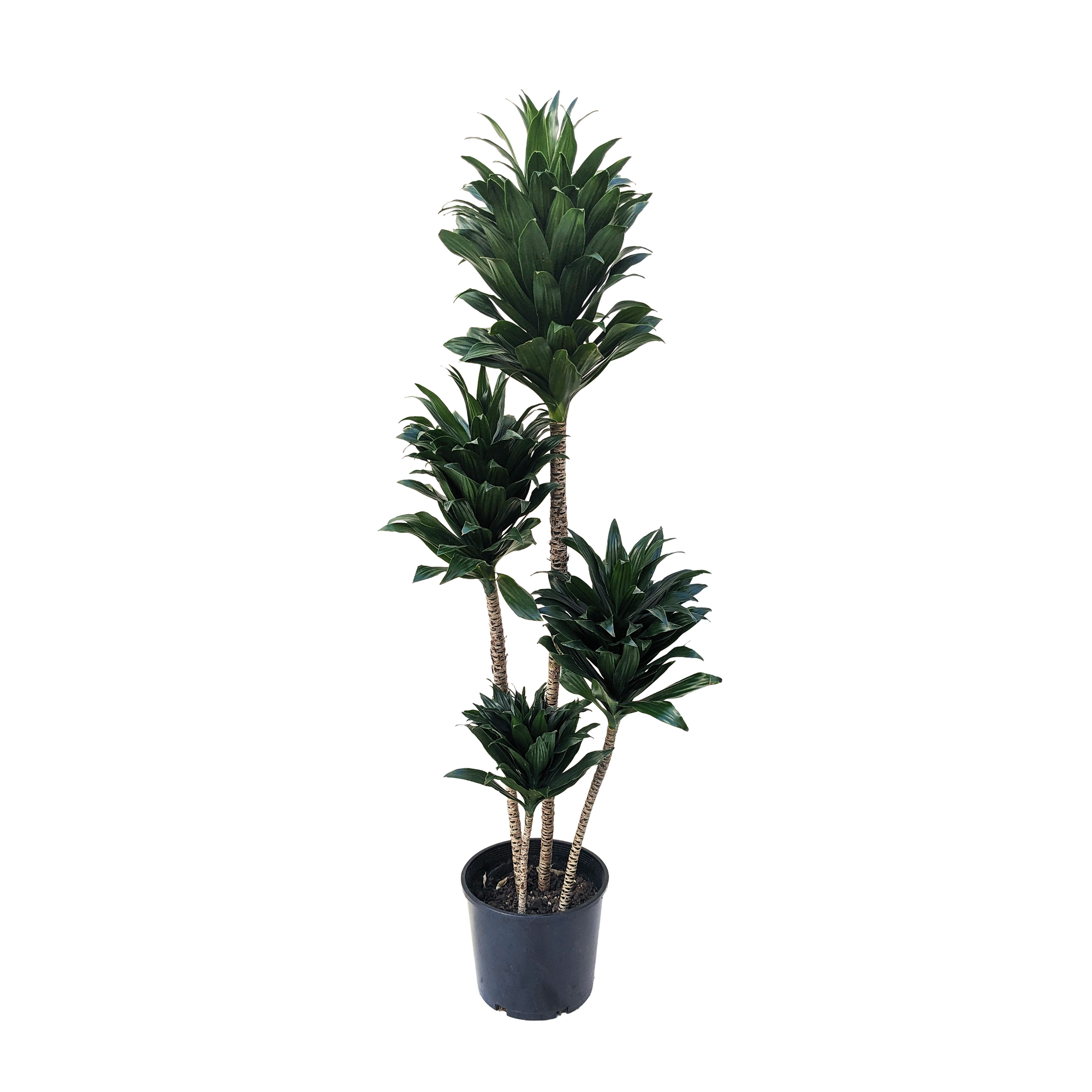 dracaena fragrans black tips Dracaena fragrans 'Compacta' – Diameter Plants