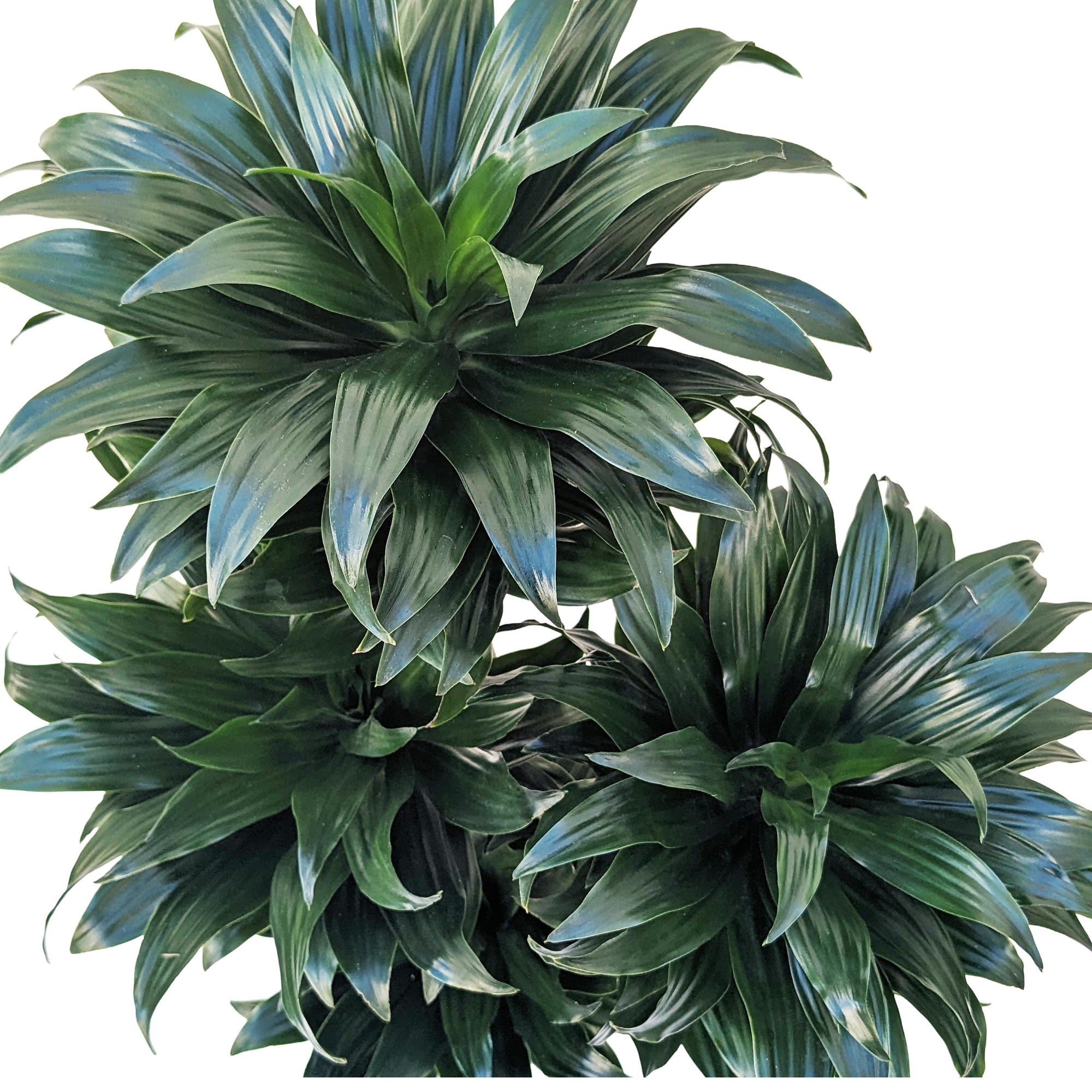 dracaena compacta. Dracaena fragrans 'Compacta' – Diameter Plants