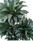 Dracaena fragrans 'Compacta'