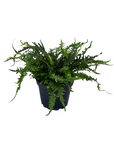 Asplenium ebenoides (Dragon's Tail Fern)