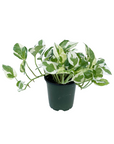 Epipremnum pinnatum 'Njoy'