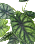 Alocasia baginda 'Dragon Scale'