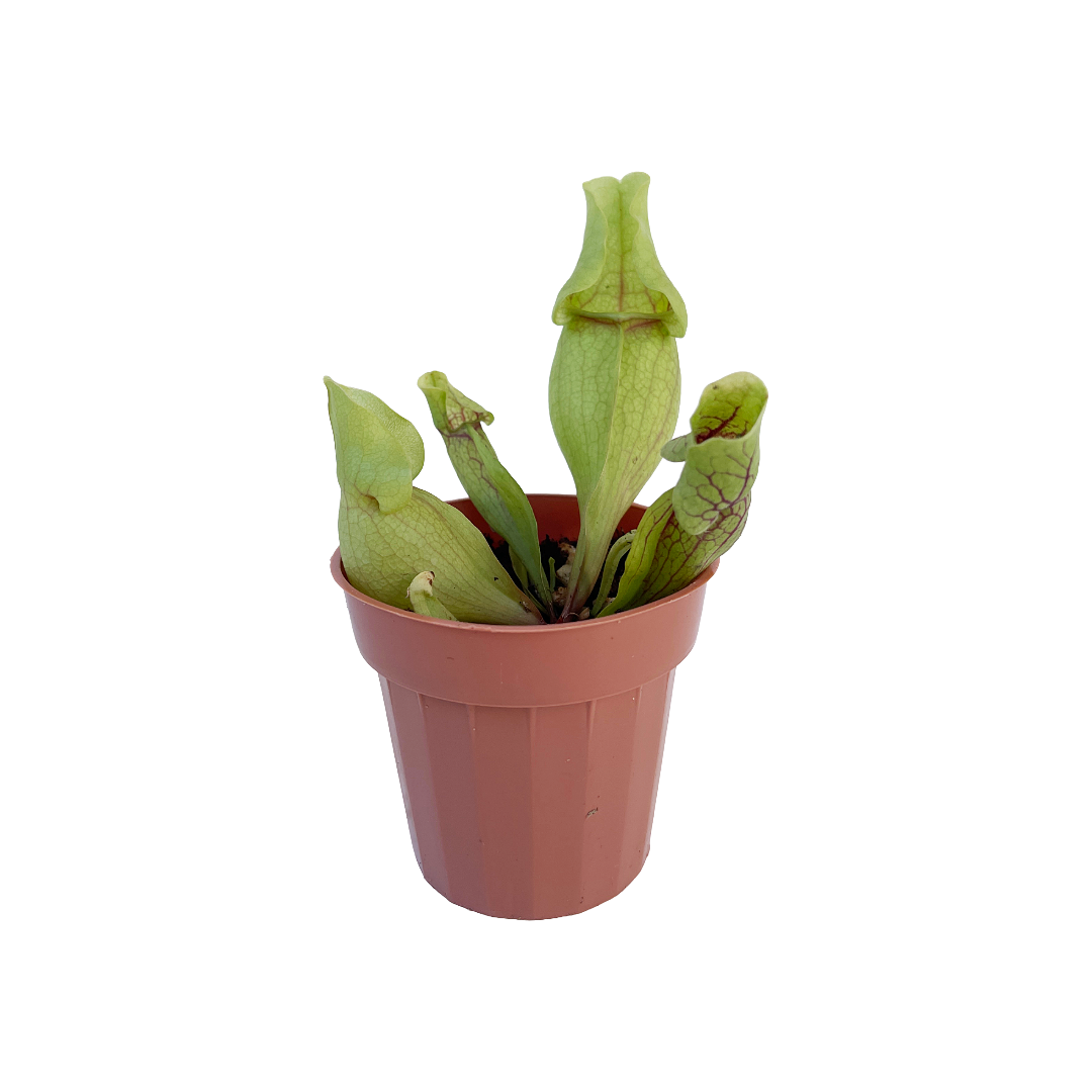 Sarracenia purpurea - Thumbnail 2