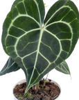 Anthurium clarinervium