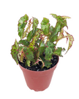 Begonia amphioxus (Pink Spotted Begonia)