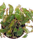Begonia amphioxus (Pink Spotted Begonia)
