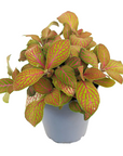 Fittonia 'Skeleton'