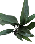 Aspidistra eliator (Cast Iron Plant)