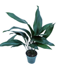 Aspidistra eliator (Cast Iron Plant)